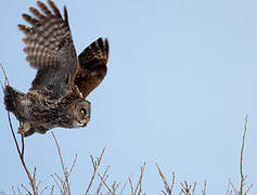 Great Grey Owl