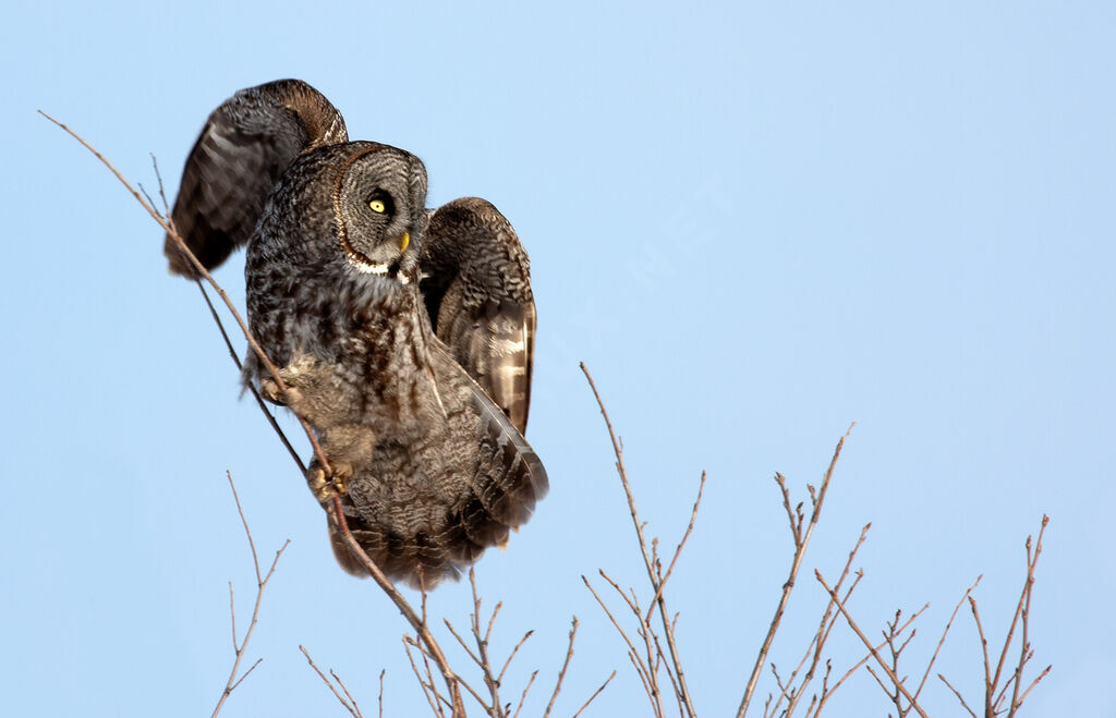 Great Grey Owl