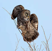 Great Grey Owl