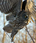 Great Grey Owl