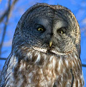 Great Grey Owl