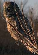 Great Grey Owl