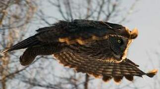 Great Grey Owl