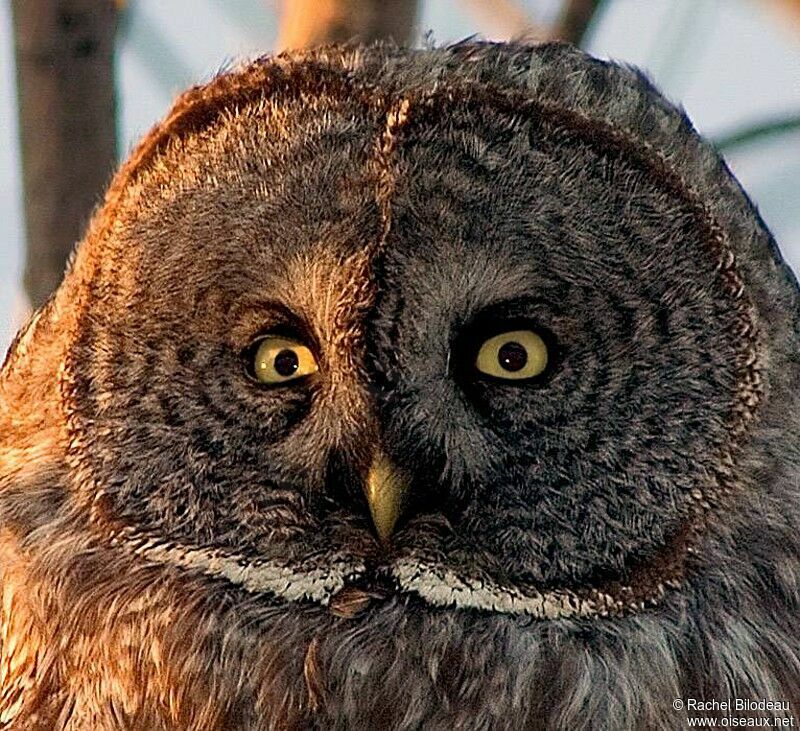 Great Grey Owl