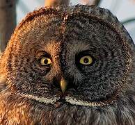 Great Grey Owl