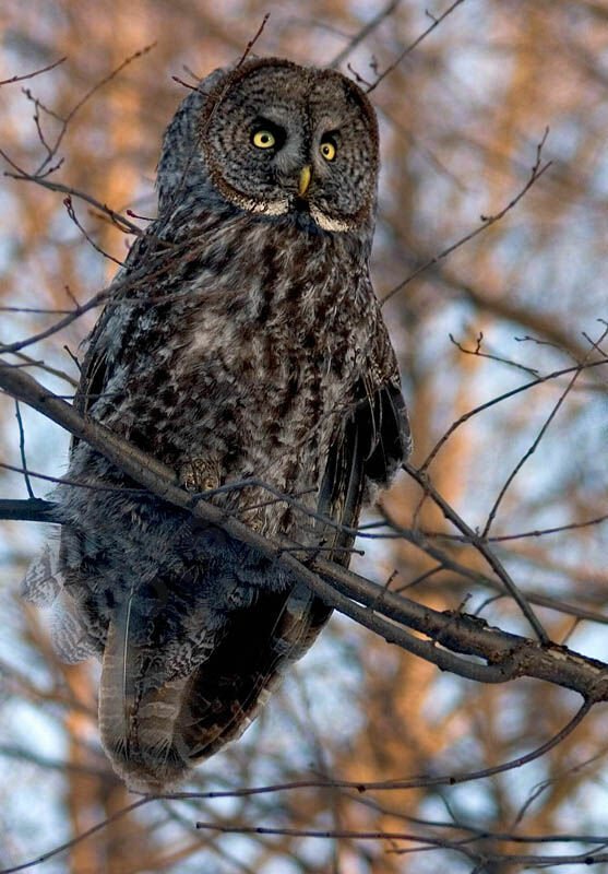 Great Grey Owl