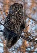 Great Grey Owl