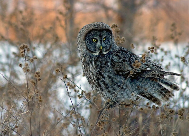 Great Grey Owl