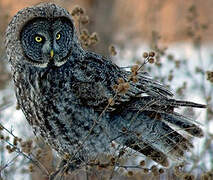 Great Grey Owl