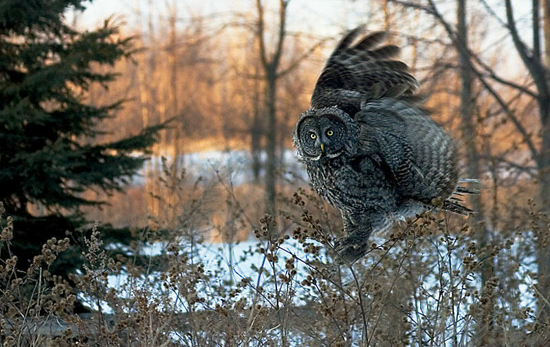 Great Grey Owl