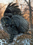 Great Grey Owl