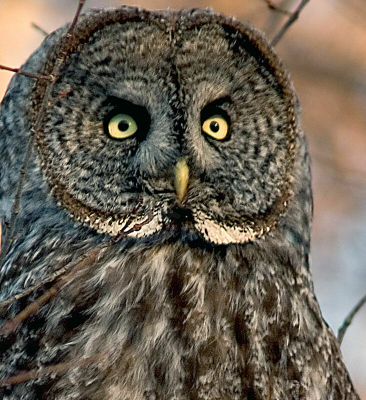 Great Grey Owl