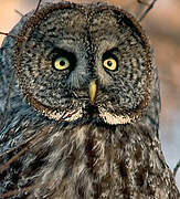 Great Grey Owl