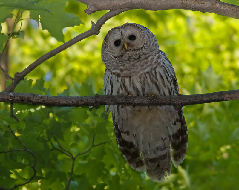 Barred Owl, identification