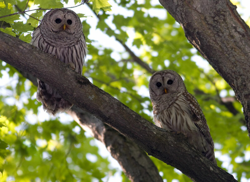 Barred Owl adult, identification, Behaviour