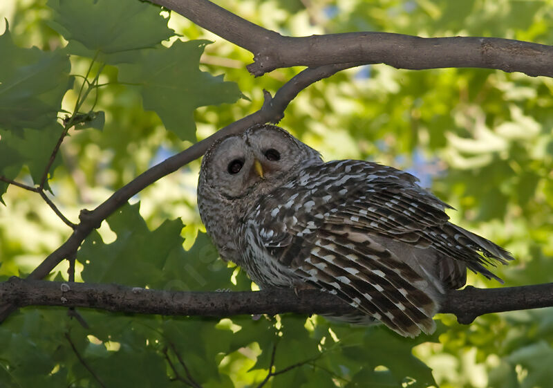 Barred Owladult, identification