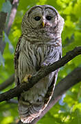 Barred Owl