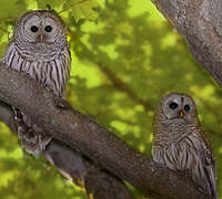 Barred Owl