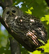 Barred Owl