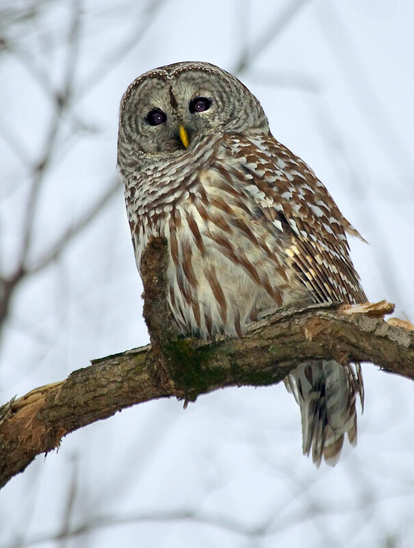 Barred Owl