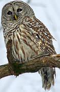 Barred Owl