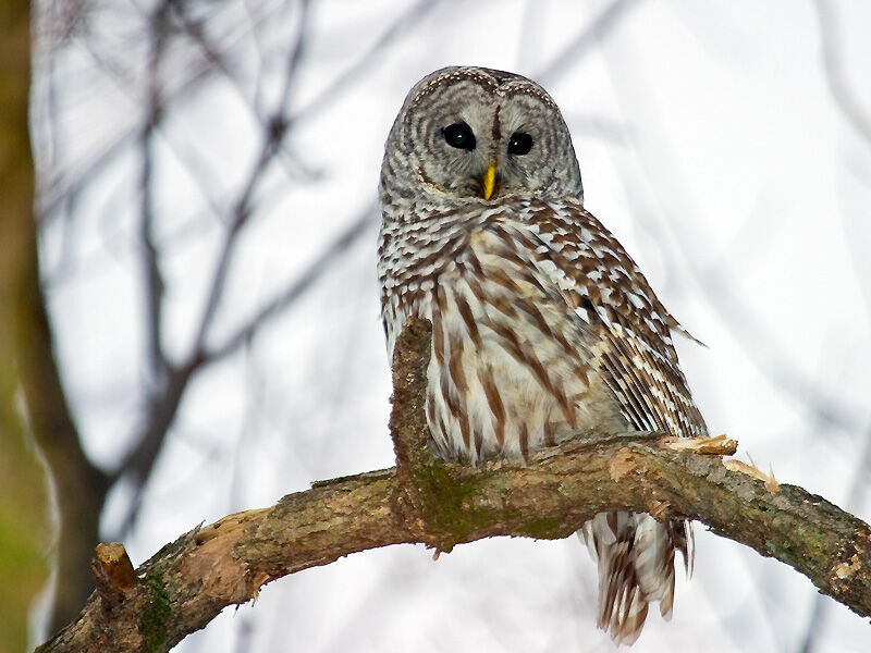 Barred Owl