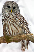 Barred Owl