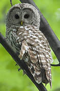 Barred Owl