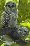 Barred Owl