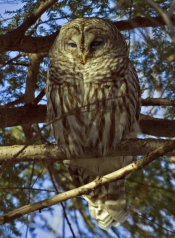 Barred Owl