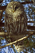 Barred Owl