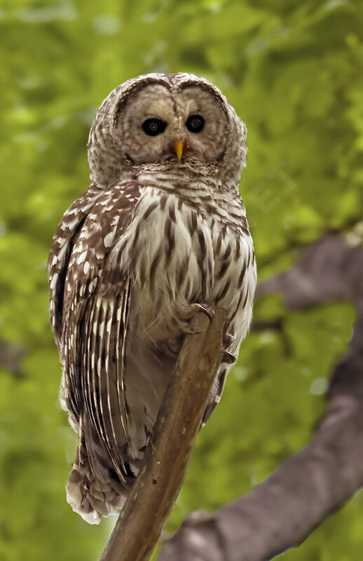 Barred Owl, identification