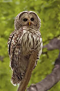 Barred Owl