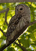 Barred Owl