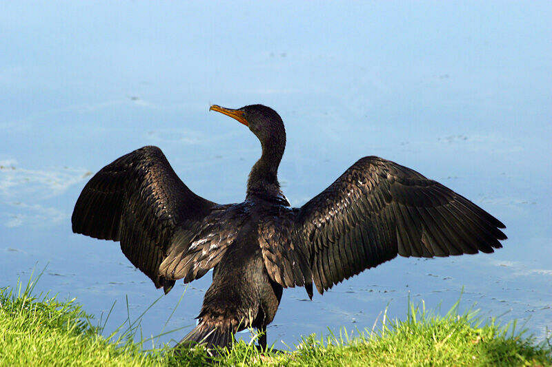 Cormoran à aigrettes