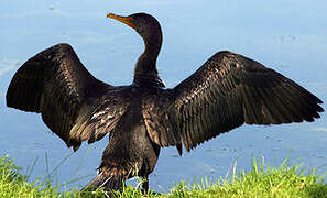 Double-crested Cormorant