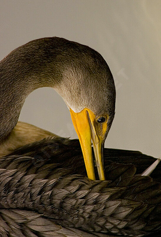 Cormoran à aigrettes