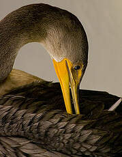 Cormoran à aigrettes