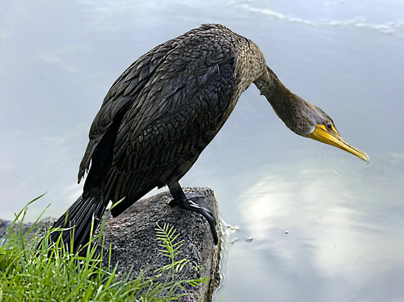 Cormoran à aigrettes