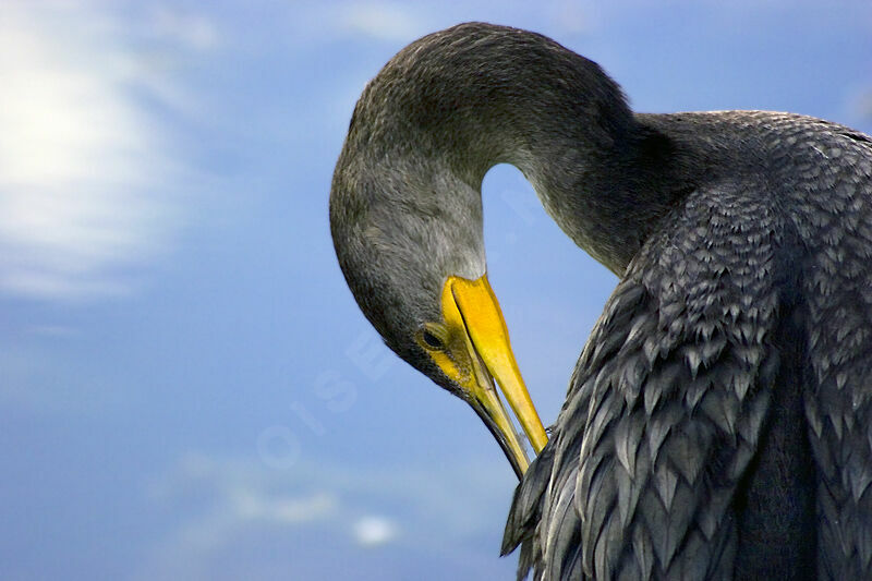 Cormoran à aigrettes