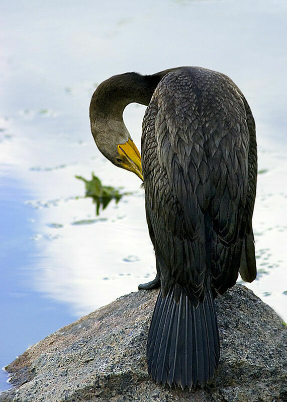 Cormoran à aigrettes