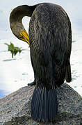 Double-crested Cormorant