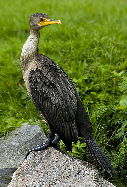 Double-crested Cormorant