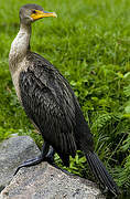 Double-crested Cormorant