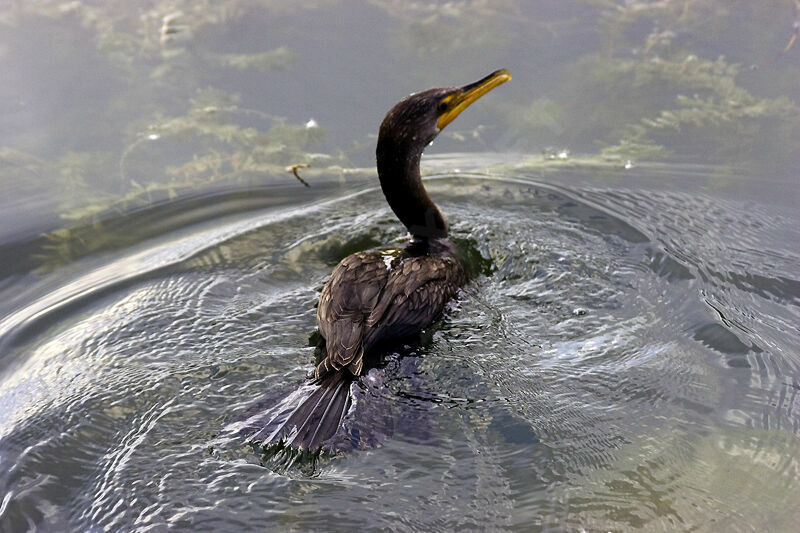 Cormoran à aigrettes