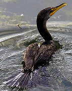 Cormoran à aigrettes