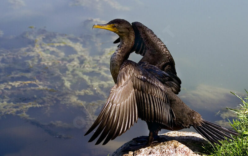 Cormoran à aigrettes