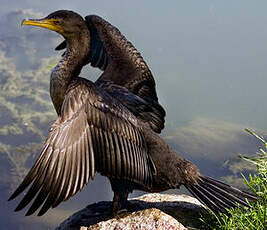 Cormoran à aigrettes