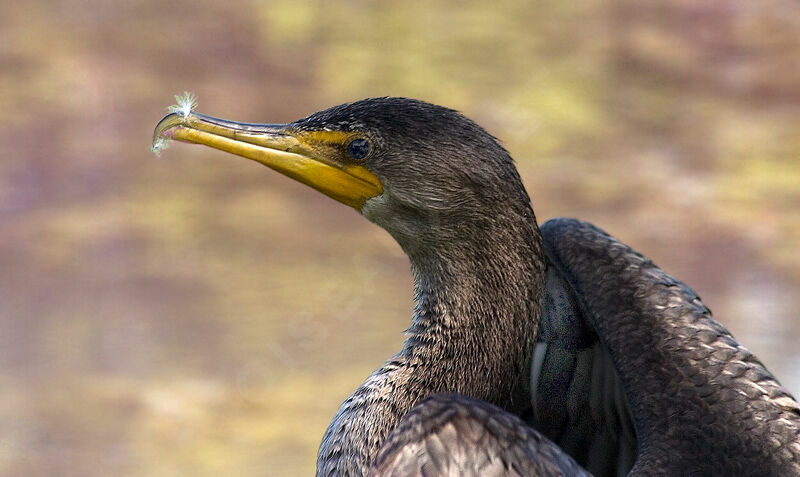 Double-crested Cormorant