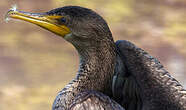 Cormoran à aigrettes